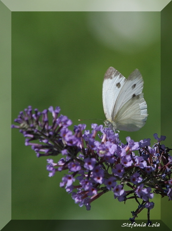 Pieris brassicae?